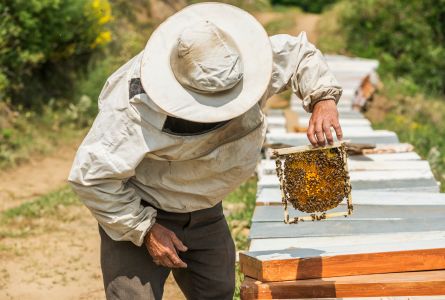 Beehive relocation in Cordeaux