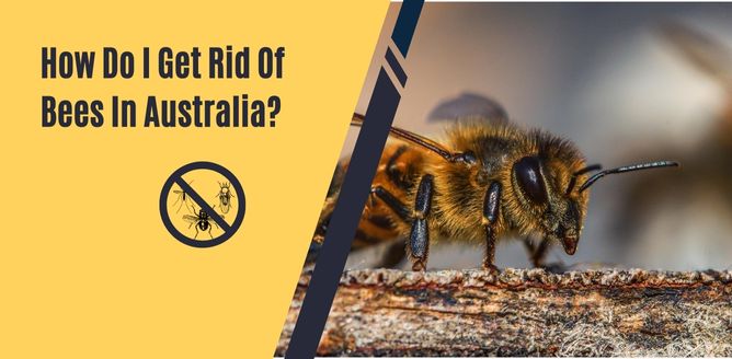 How Do I Get Rid Of Bees In Australia?