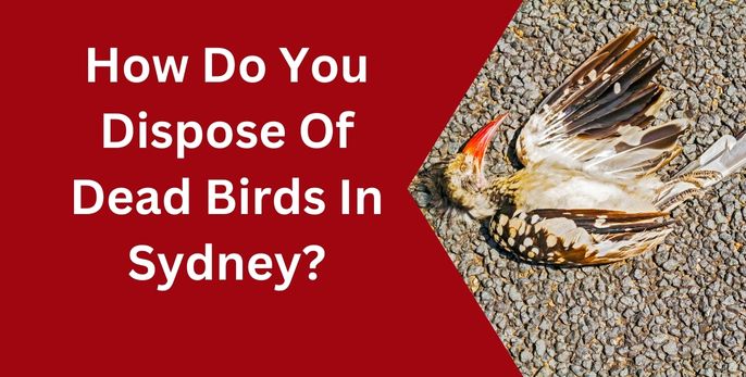 How Do You Dispose Of Dead Birds In Sydney?
