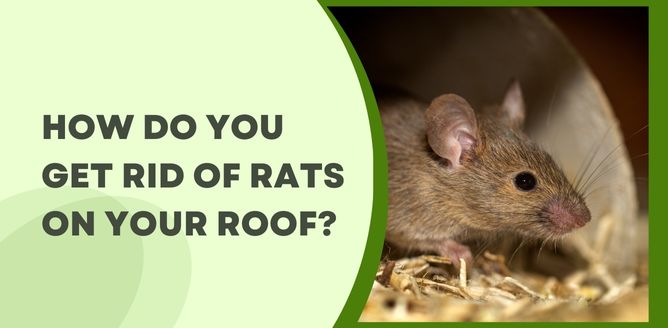 How Do You Get Rid Of Rats On Your Roof?