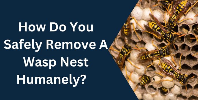 How Do You Safely Remove A Wasp Nest Humanely?
