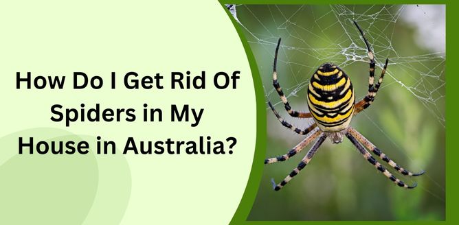 content image-How Do I Get Rid Of Spiders In My House In Australia